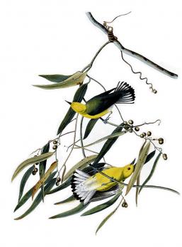 John James Audubon : Prothonotary warbler